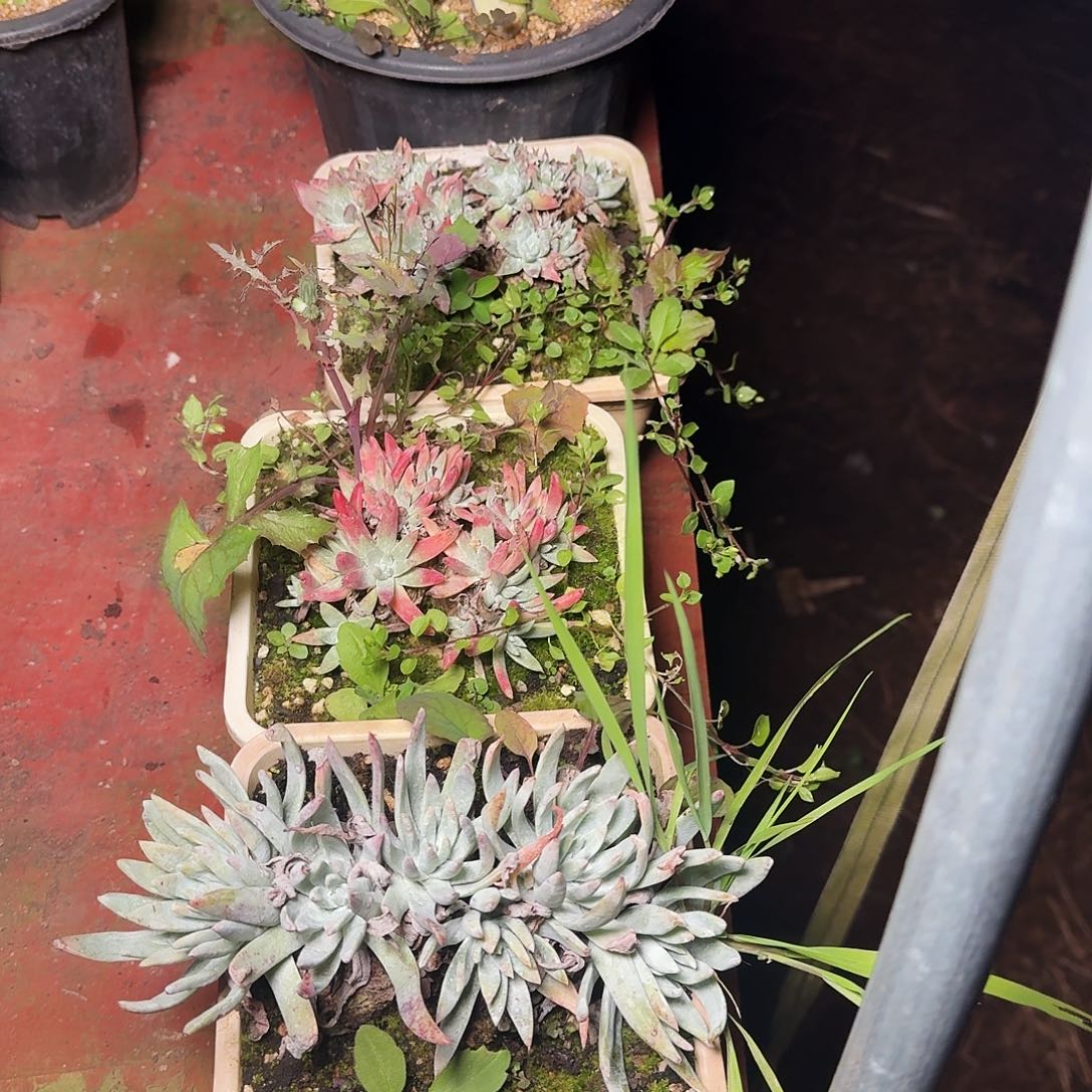 1219瑕疵四颗多肉