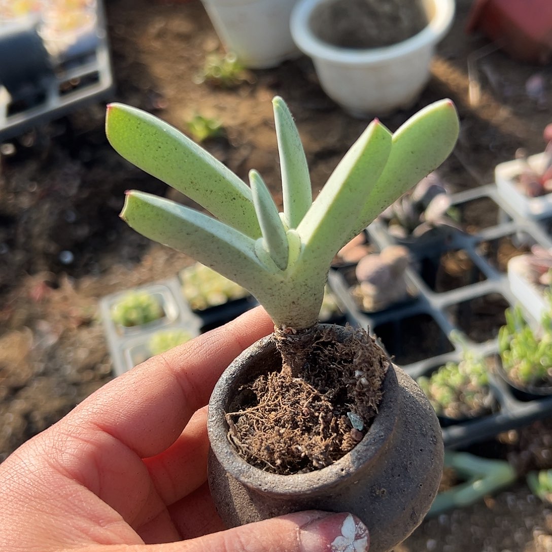 多肉植物兹光双头