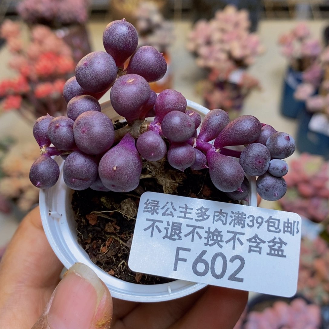 602紫泡泡多肉5c m