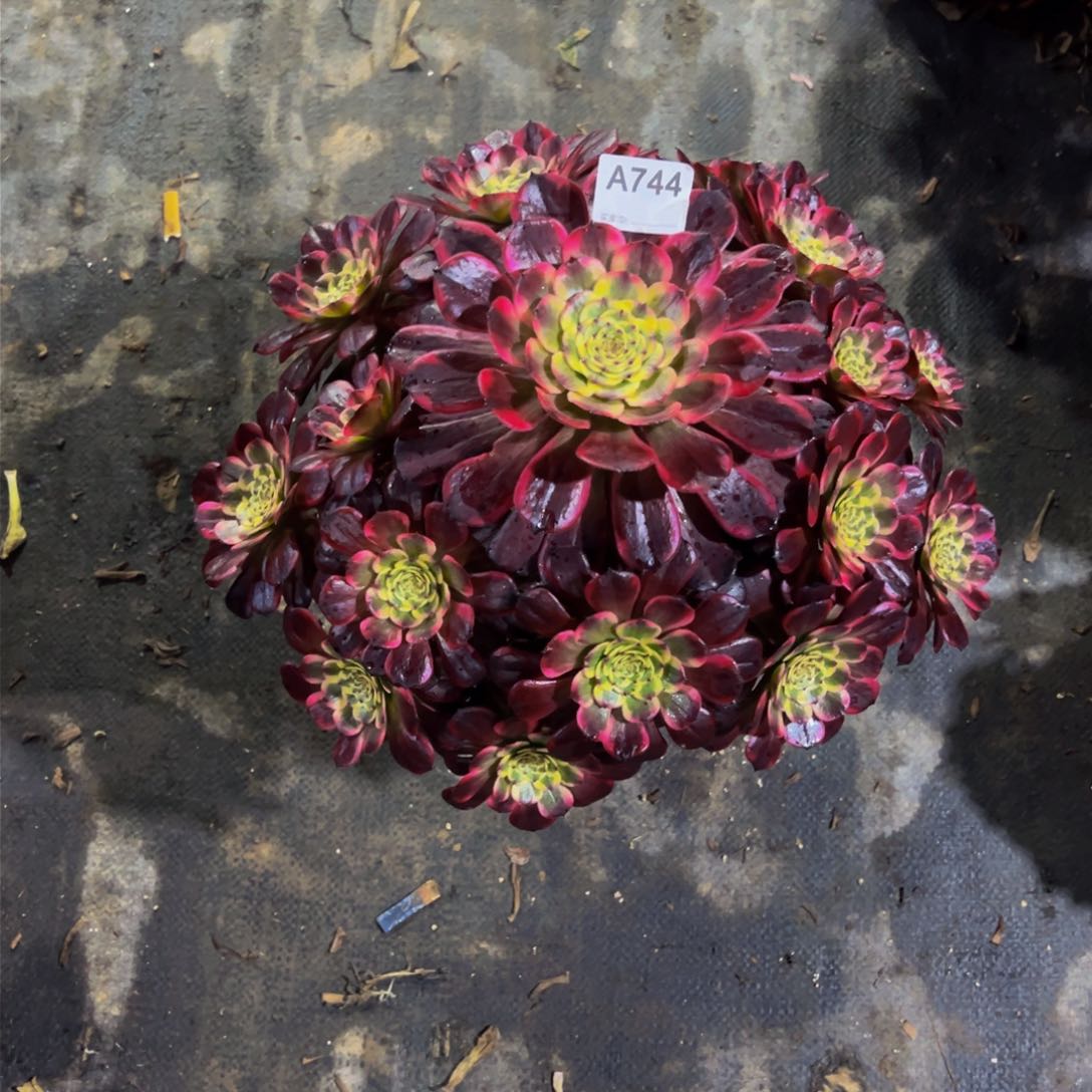 黑金刚多肉植物744