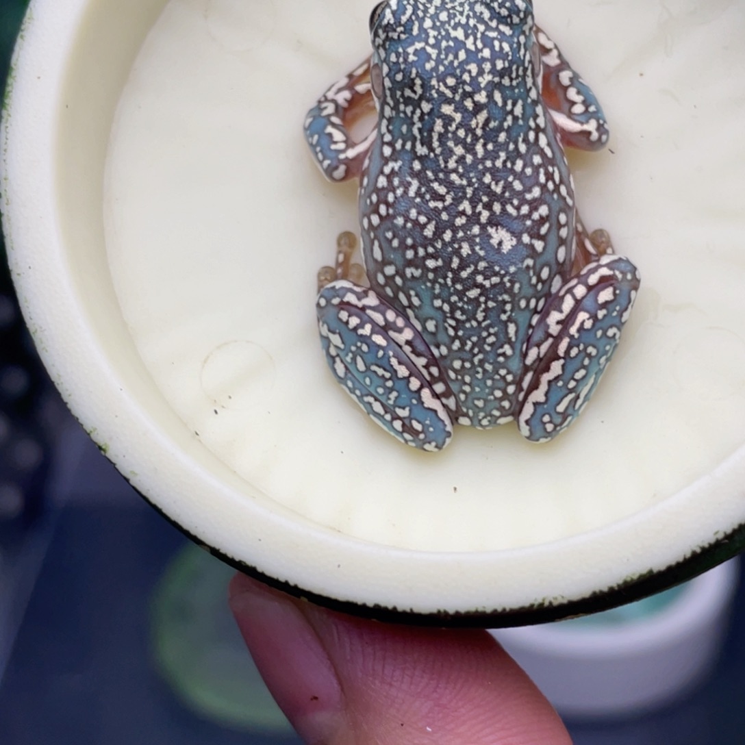 老爷树蛙7号私藏顶级暴雪