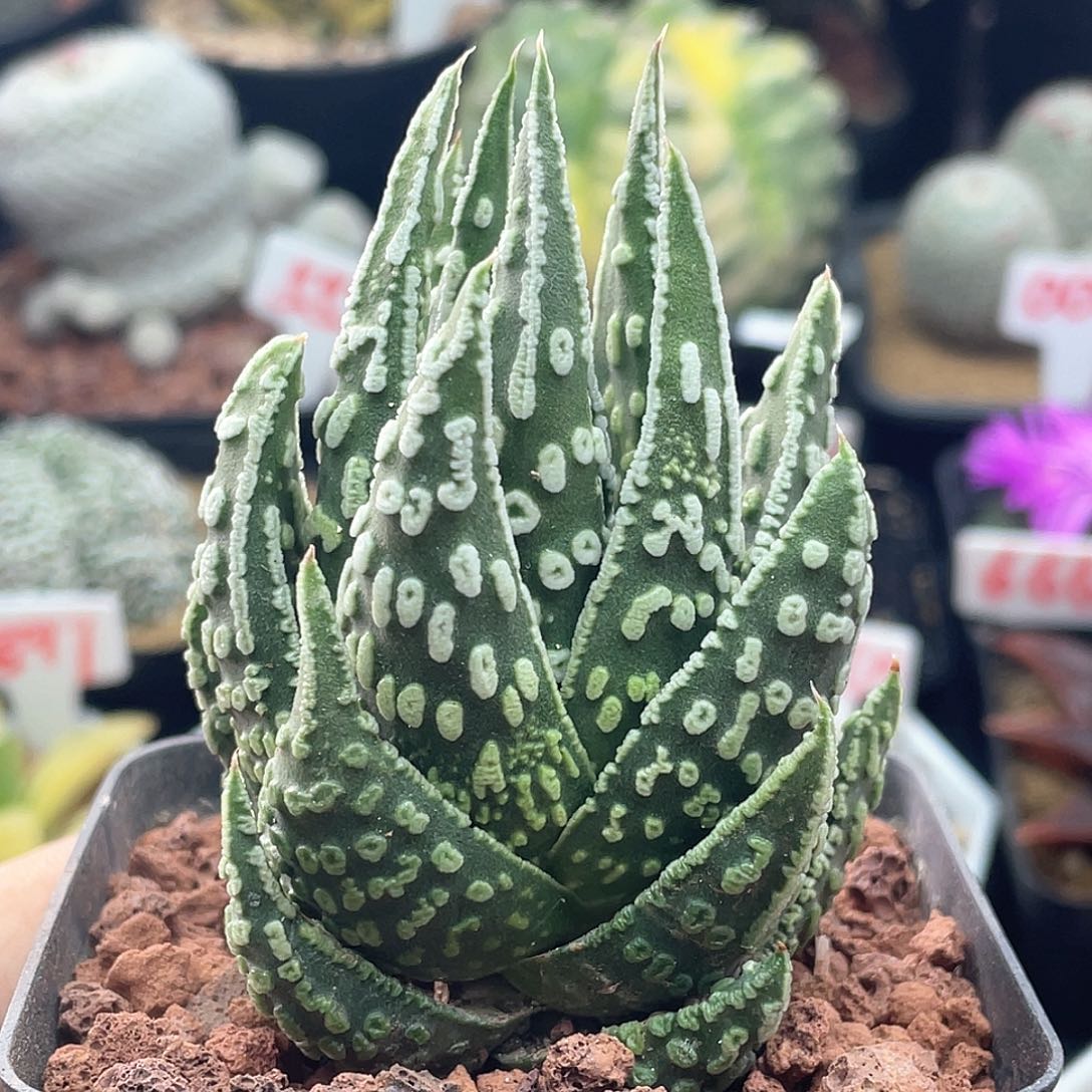 实生天守星座 致远多肉