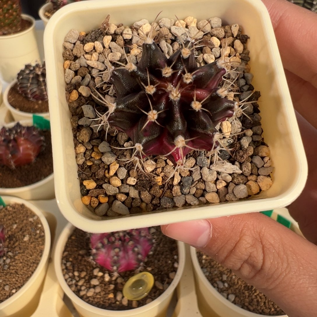 8 好看的米哈冲冲冲