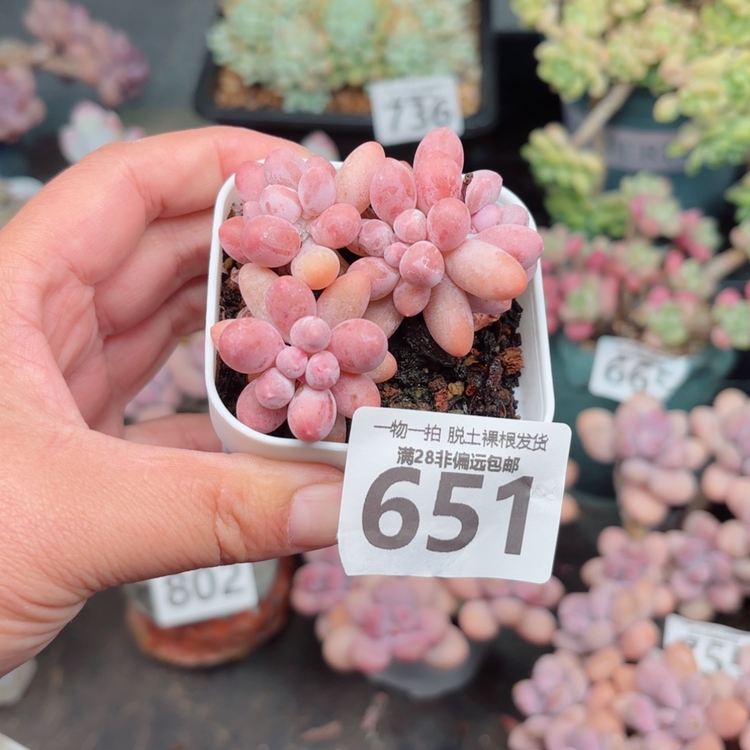 敏***兒汤圆多肉无盆土发货