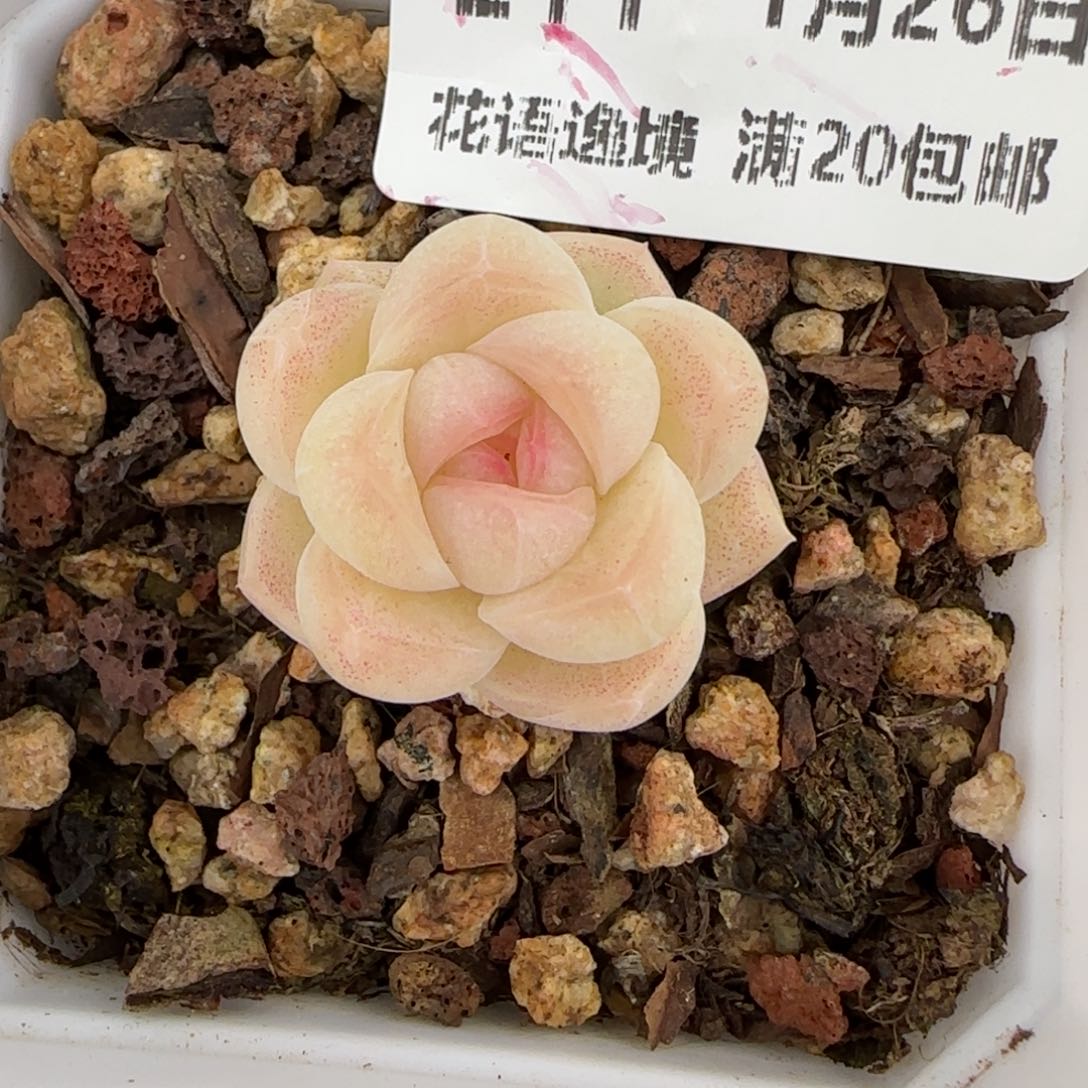 花语逸镜0126-211