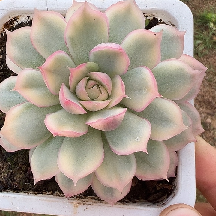 毛***蛋草莓蛋糕锦多肉植物