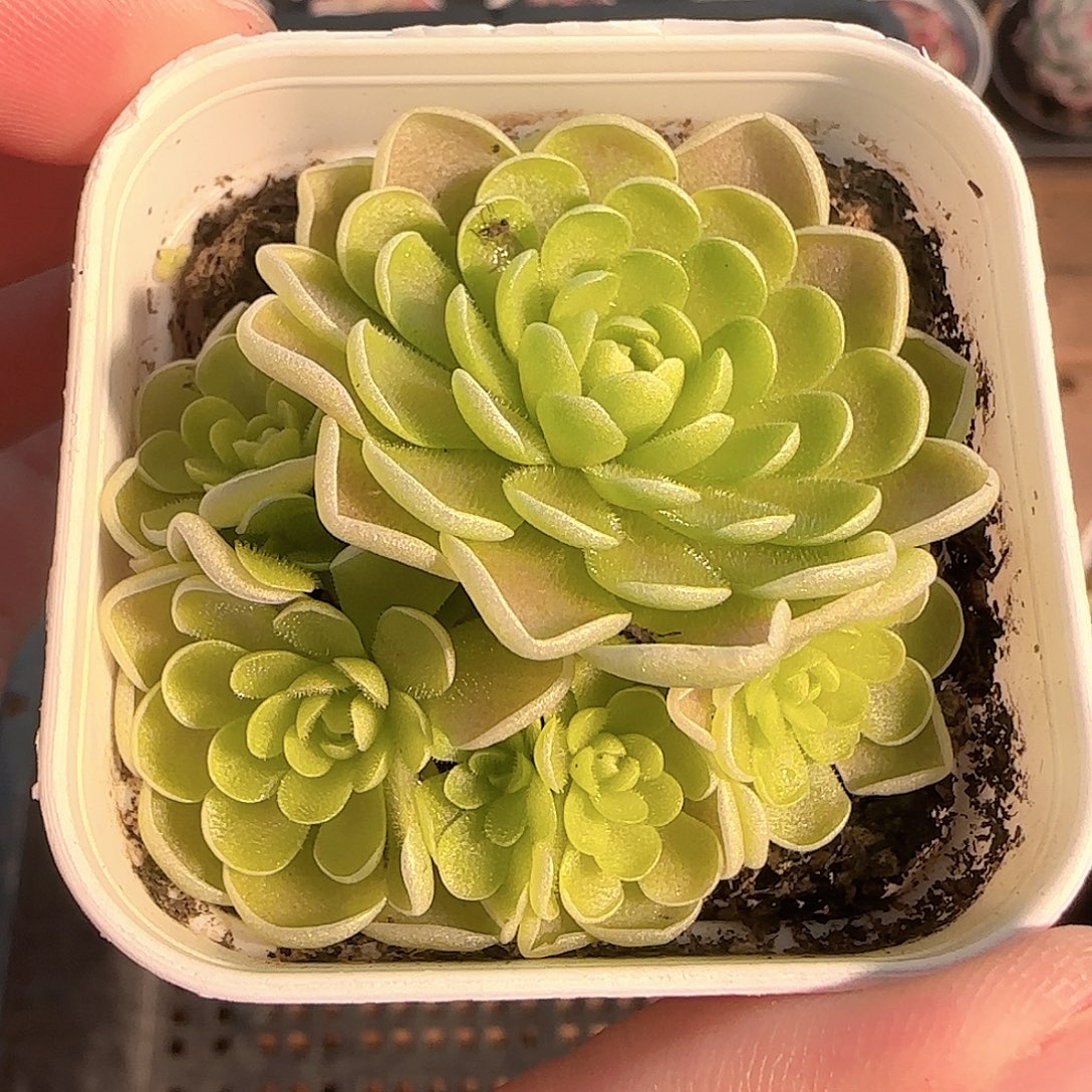 多肉1202-198捕虫堇