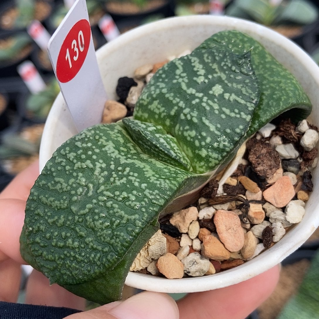 139卧牛实生大白釉带盆发货