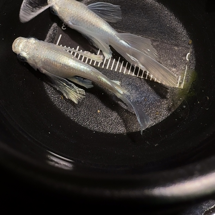 青鳉鱼一物一拍982