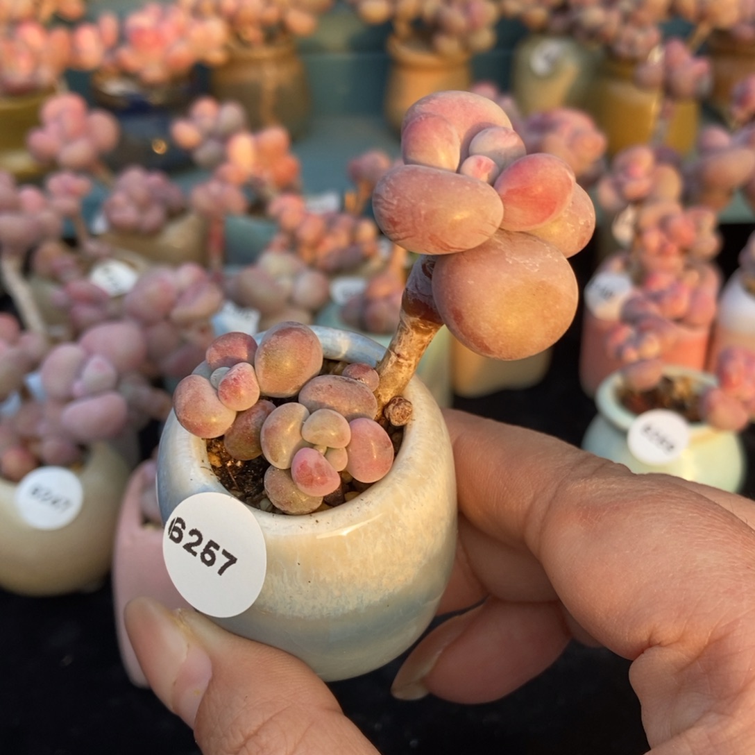6257糖果腰子蛋带盆土