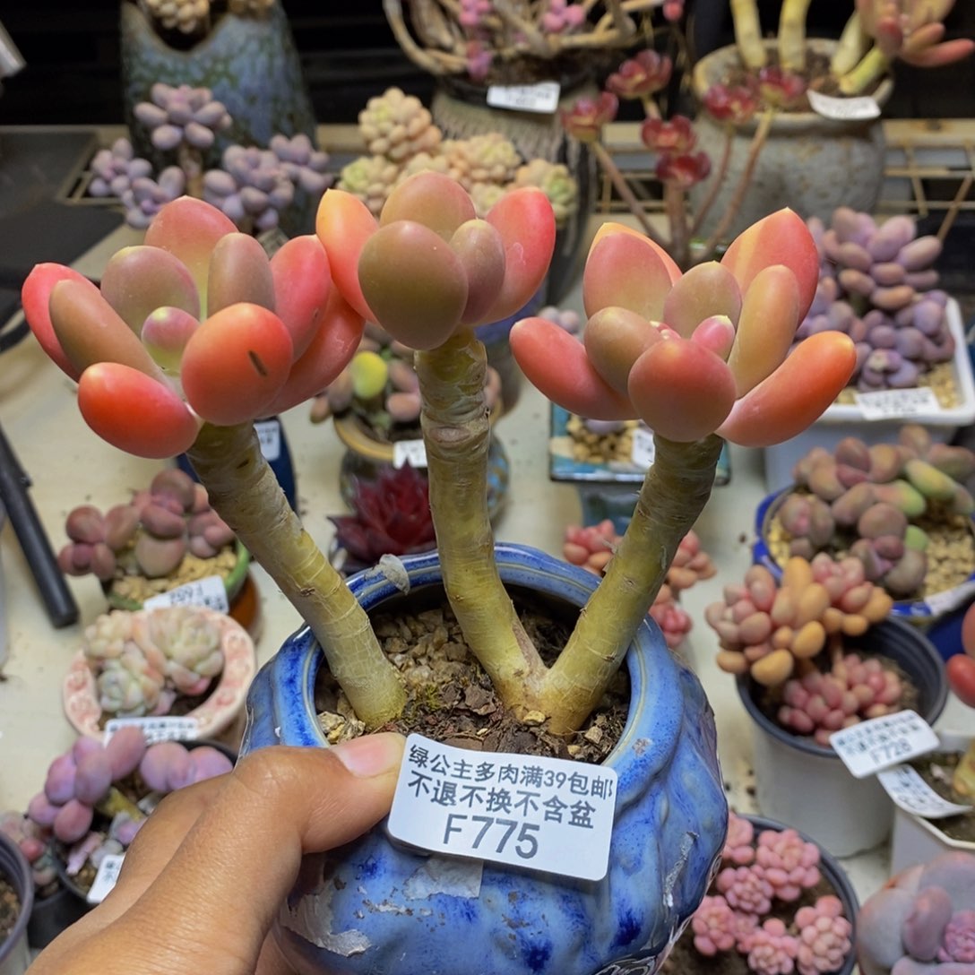 775金蟾多肉整13c m