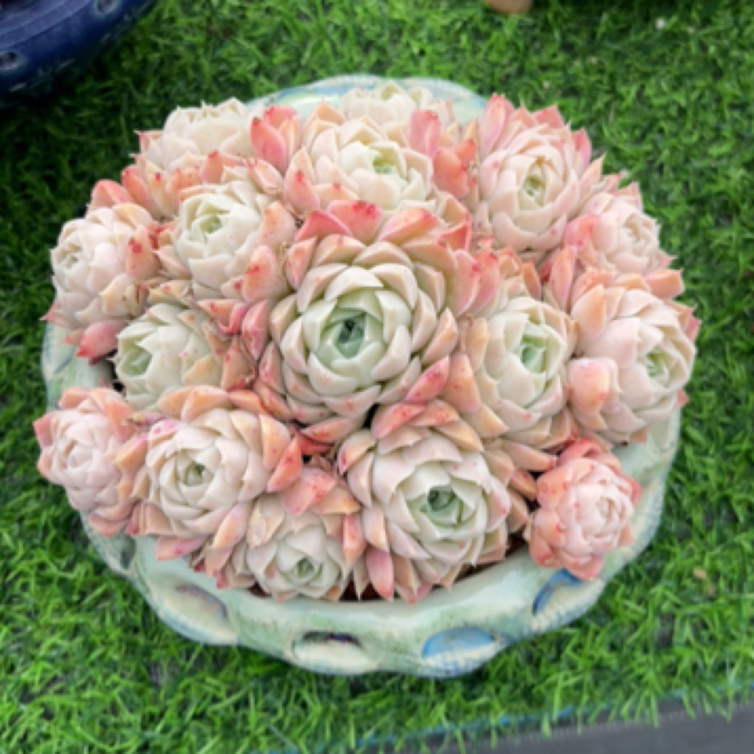 月影sp 多肉植物