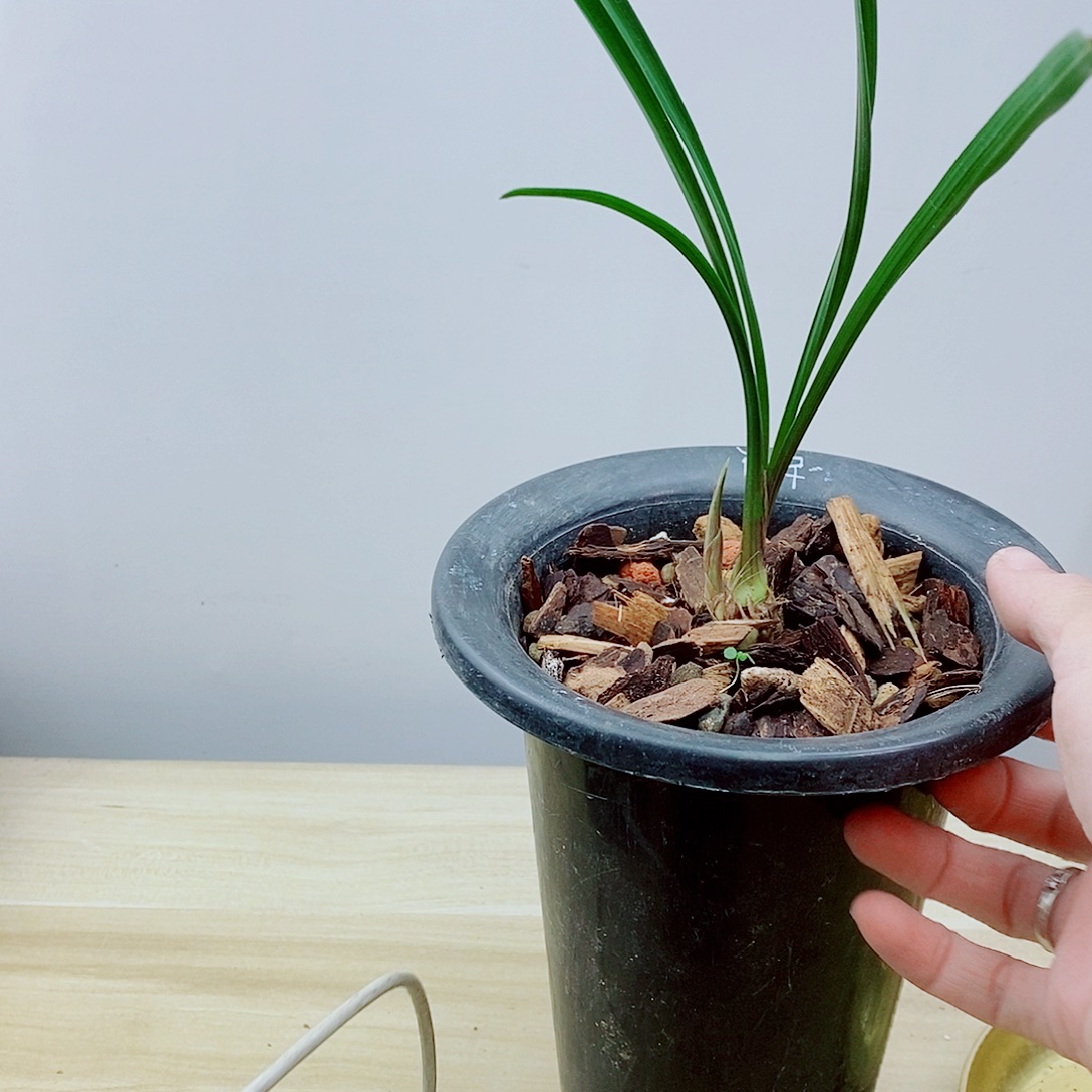 当前无花栽培后可以开花古