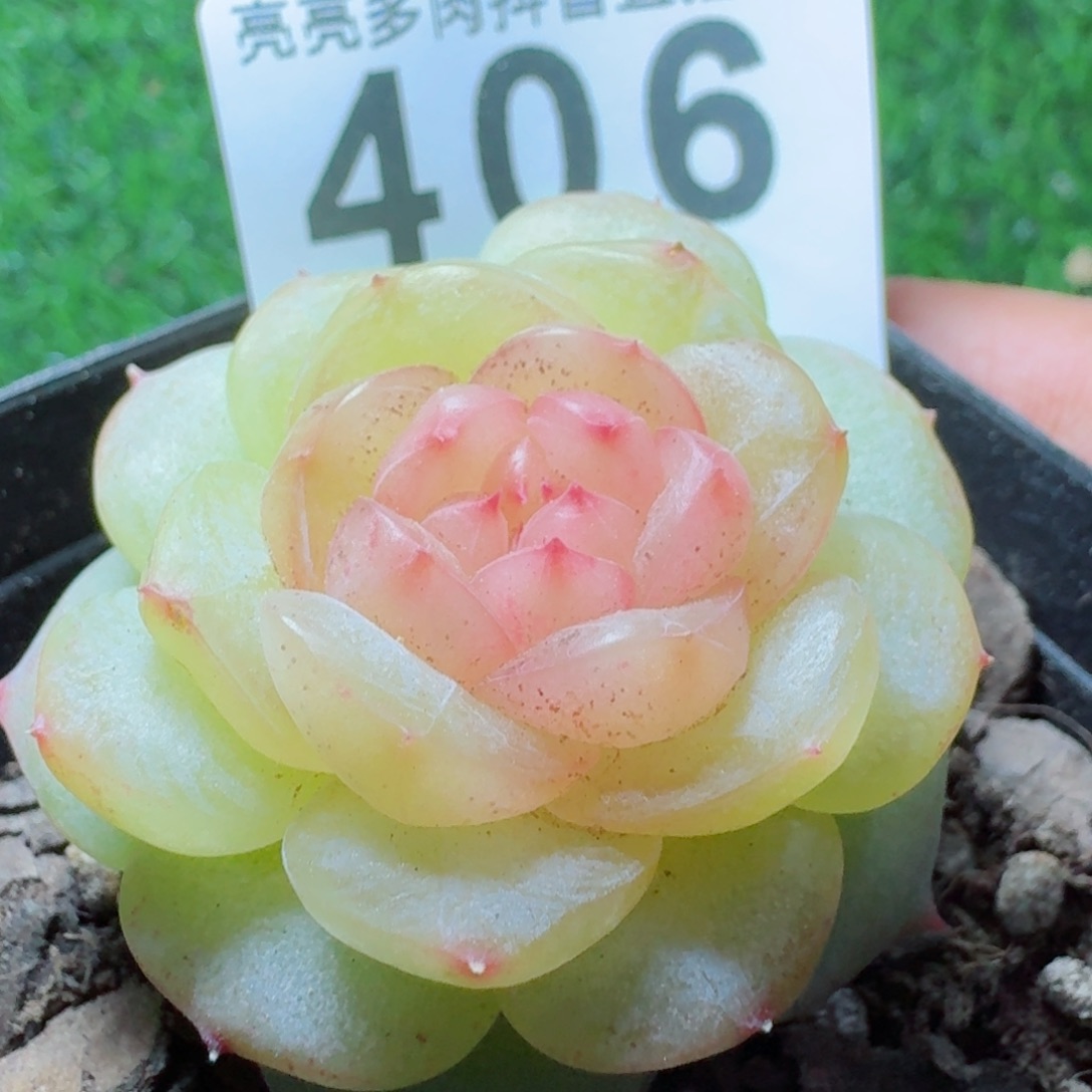 清梦珍妮         多肉植物