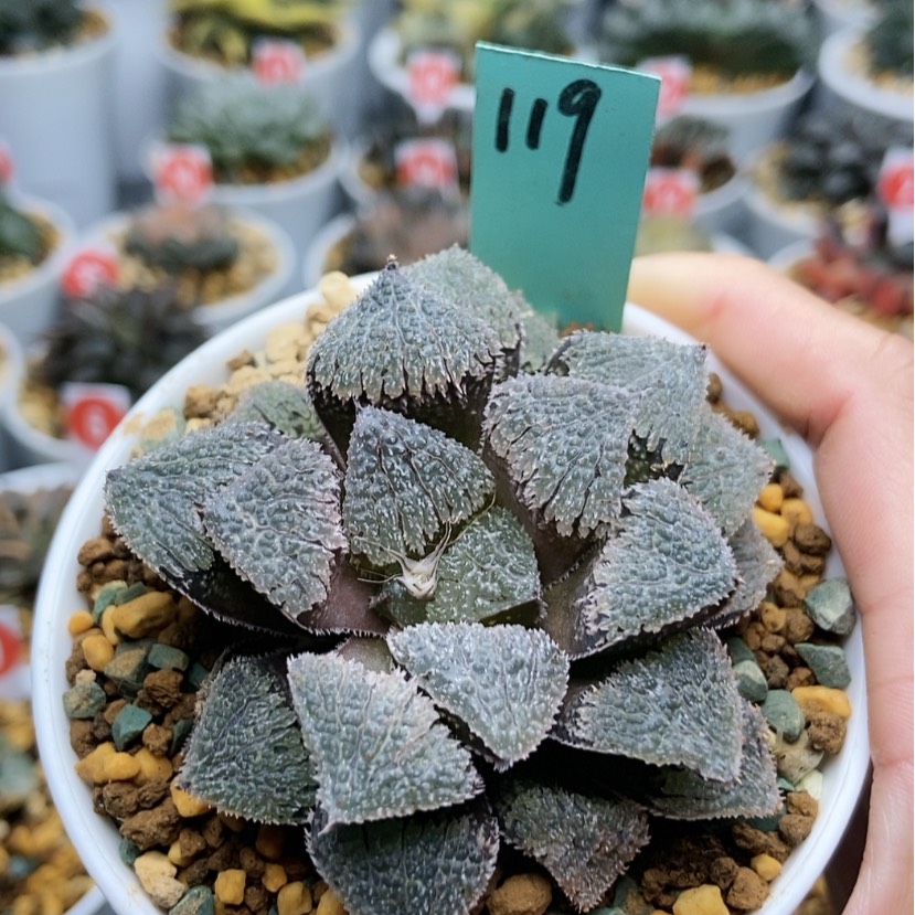 【闪购商品】119具味城