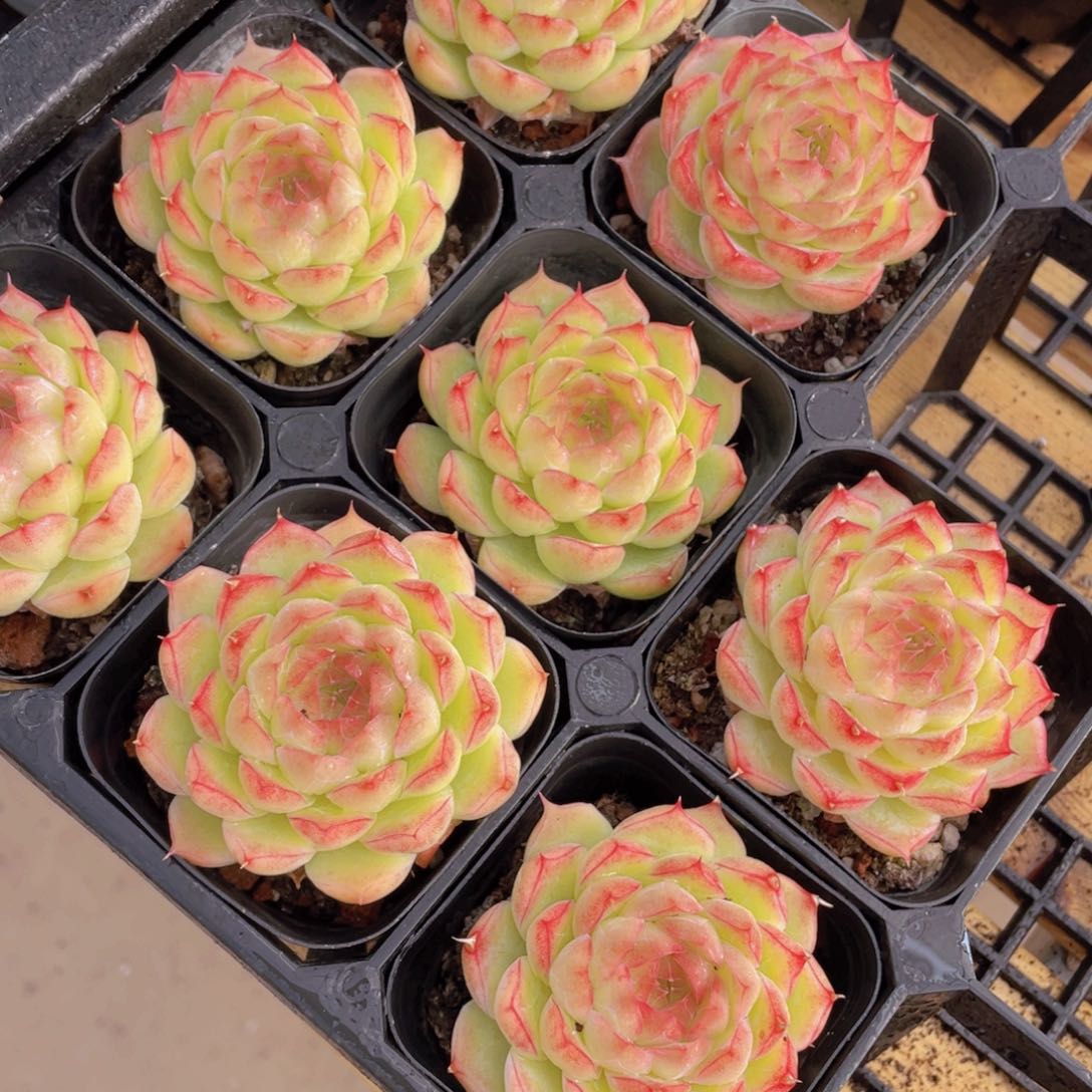 740号 睫毛冰美人麦秆单头一个