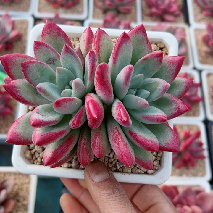 精品多肉植物老桩