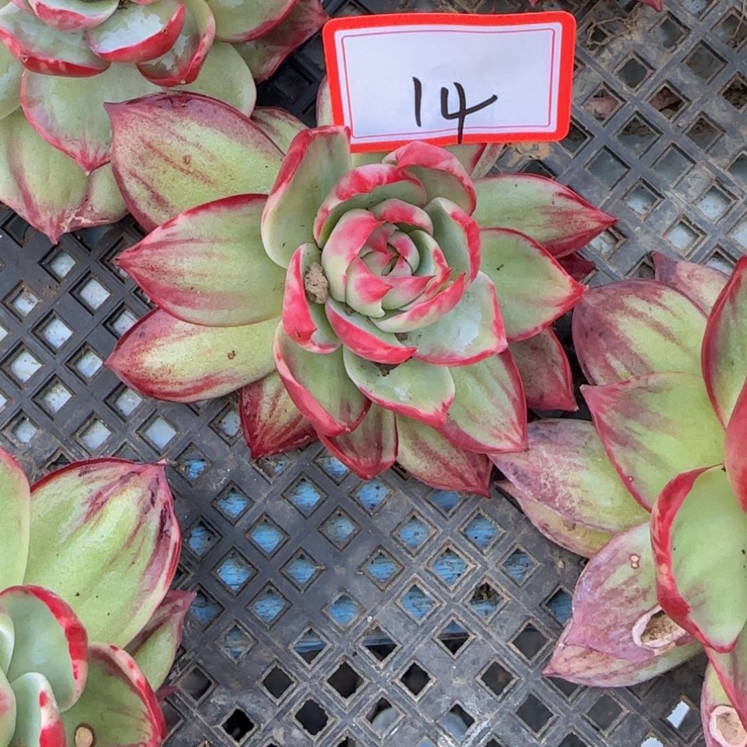 14                