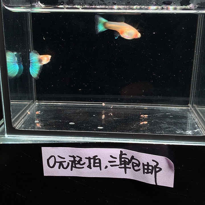 孔雀鱼黄化兰礼服鸥翼一对