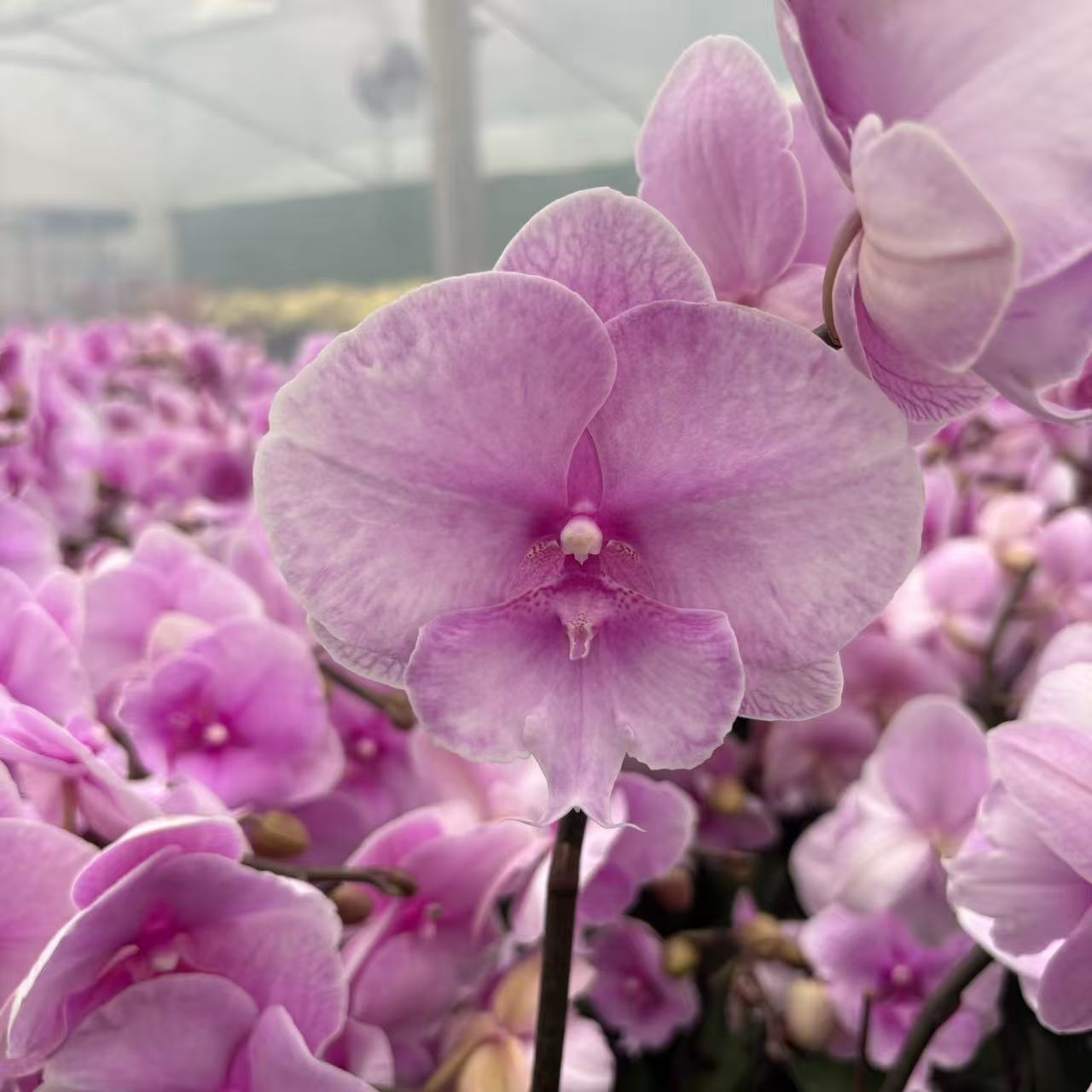 【迷雾】蝴蝶兰 粉白中小花型 四季花 室内花精品 源头基地直