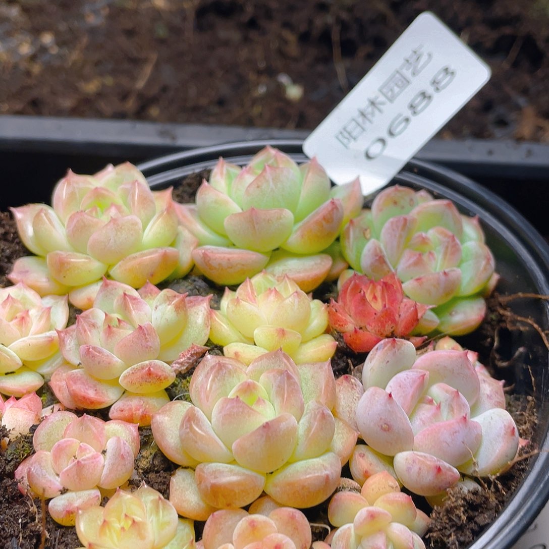 多肉植物多肉植物688