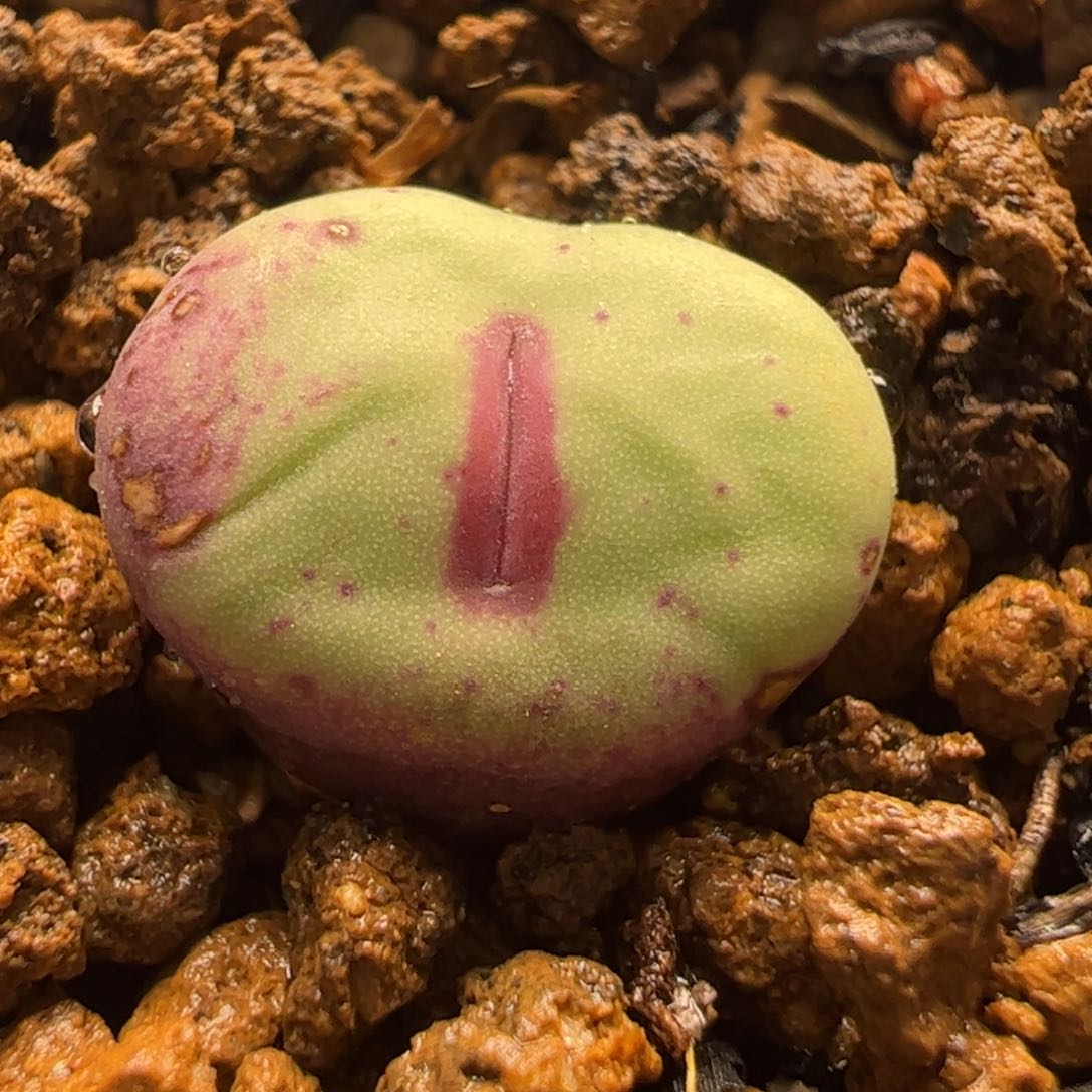 母本红嘴多肉植物百科