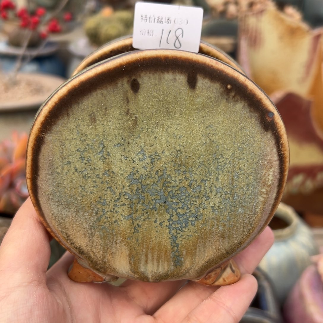 1987多肉植物孤品盆030