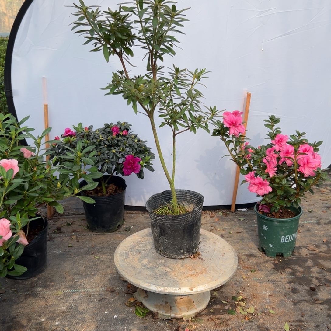 深***8完全开放樱杜鹃花