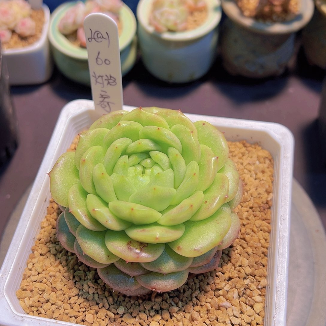 ?***?灯泡珍妮，多肉植物，