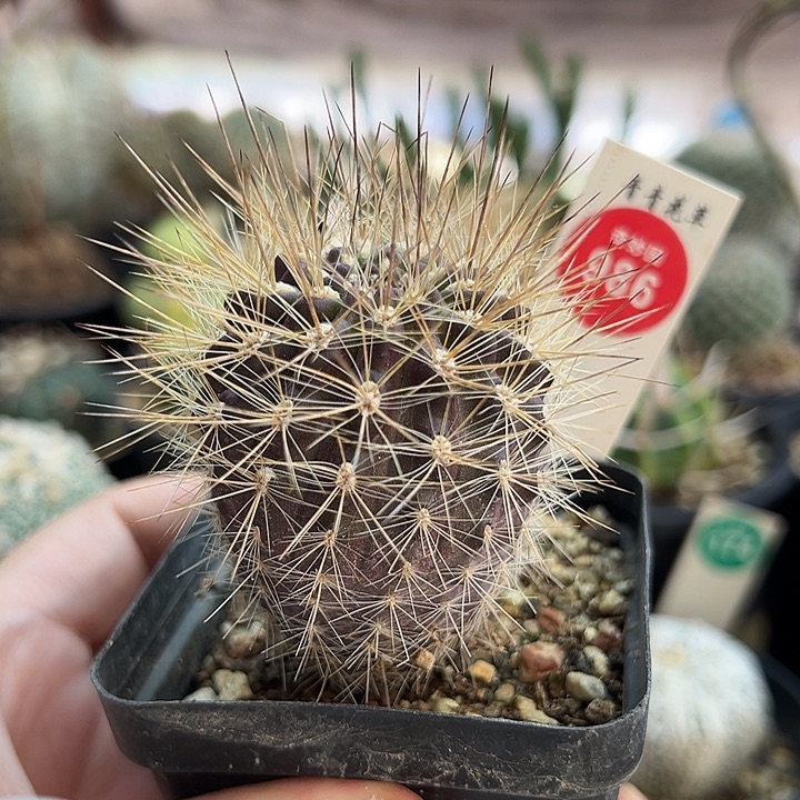 实生狂刺伏龙王玉4.5cm