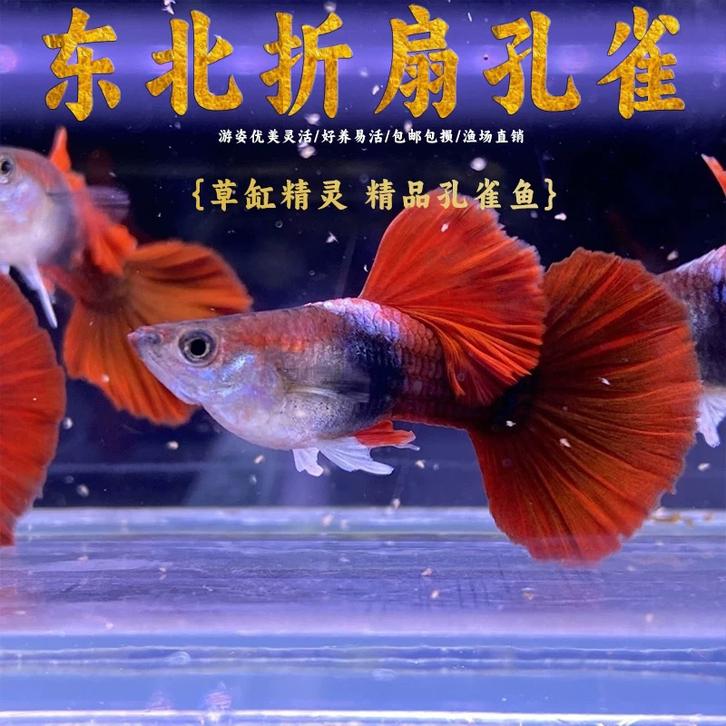 精品巴西菊花帆折扇种鱼套餐（入缸后不包损）