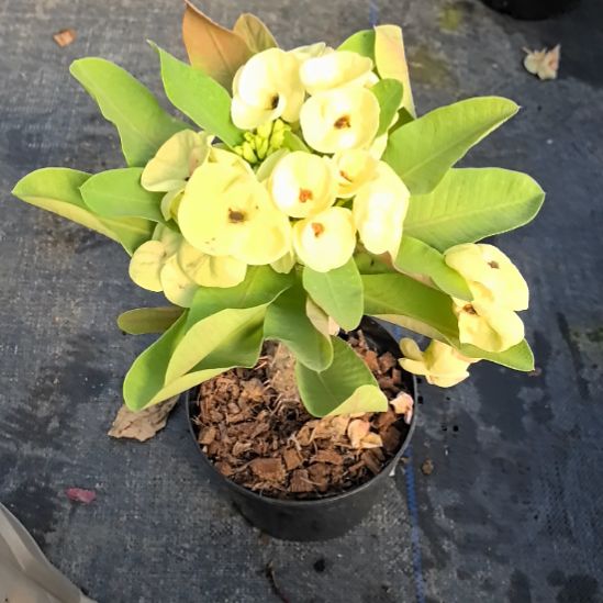 莹***️完全开放阿赞直播间一物一拍