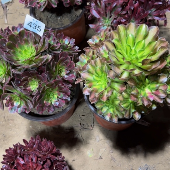 静***心法师2棵一物一拍435