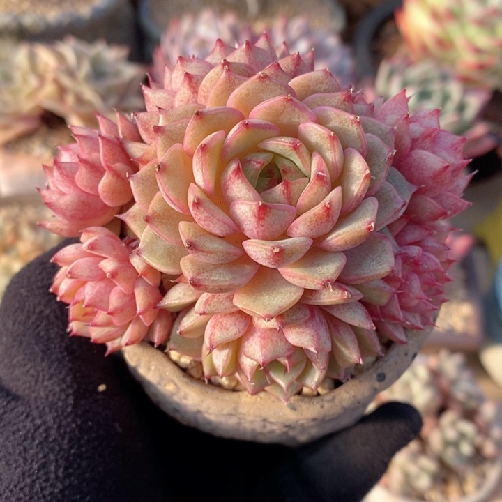 苯巴蒂斯 韩货精品