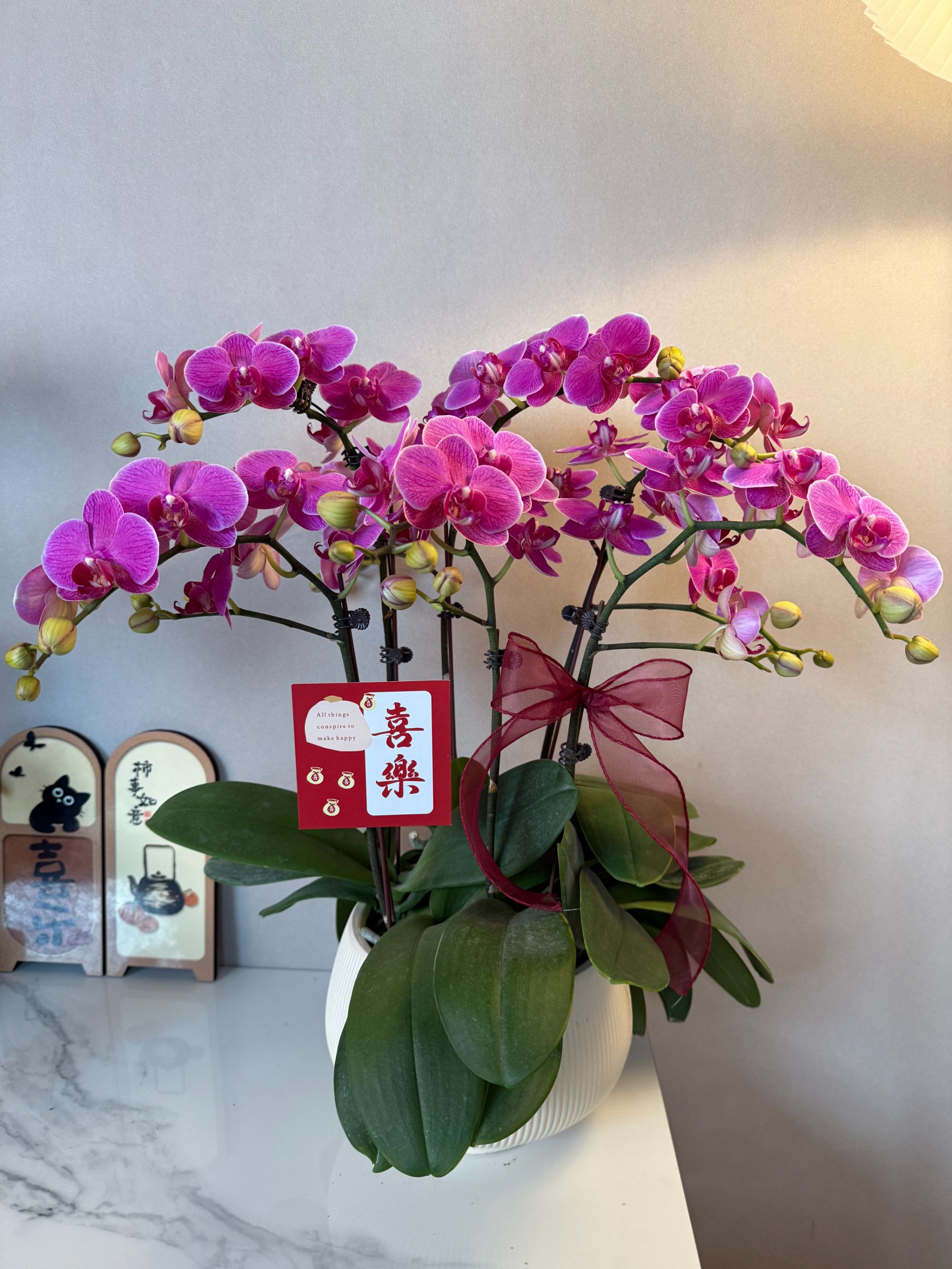 蝴蝶兰【梦叶罗丽】六苗六花剑紫色系爆款  源头基地直发配盆