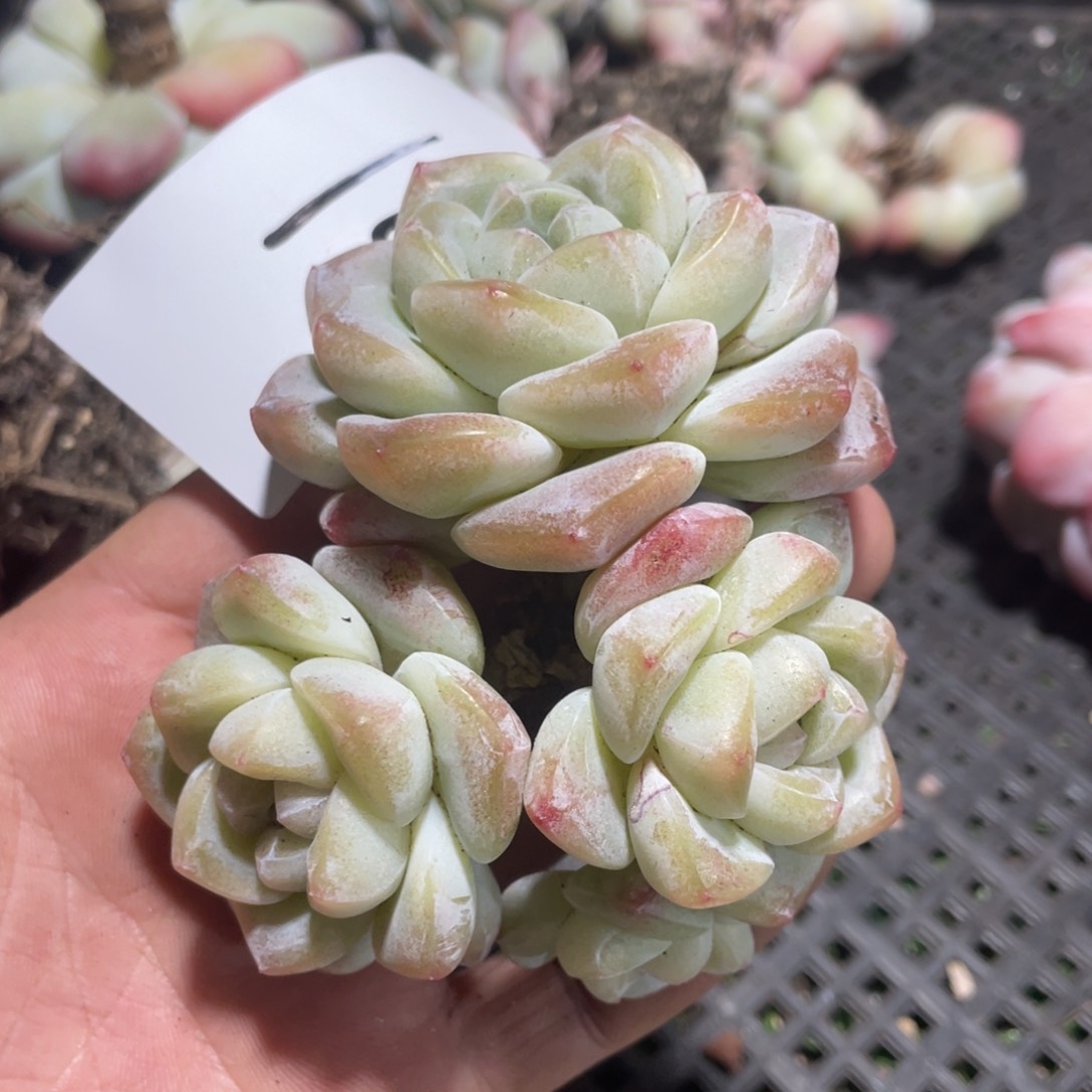 01冰玉4头老桩10厘米