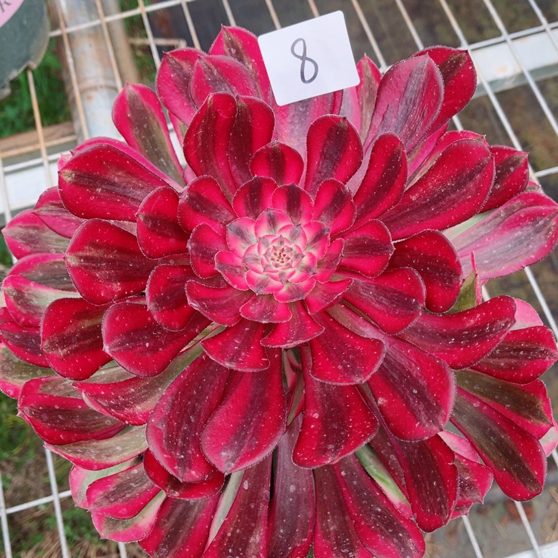 一物一拍多肉法师08