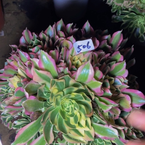 白凤朵朵多肉植物506多肉不包断