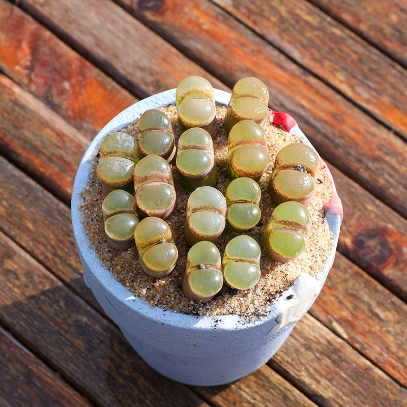 多肉植物 风铃玉粉红少女开花大颗母本稀有肉锥组合盆栽