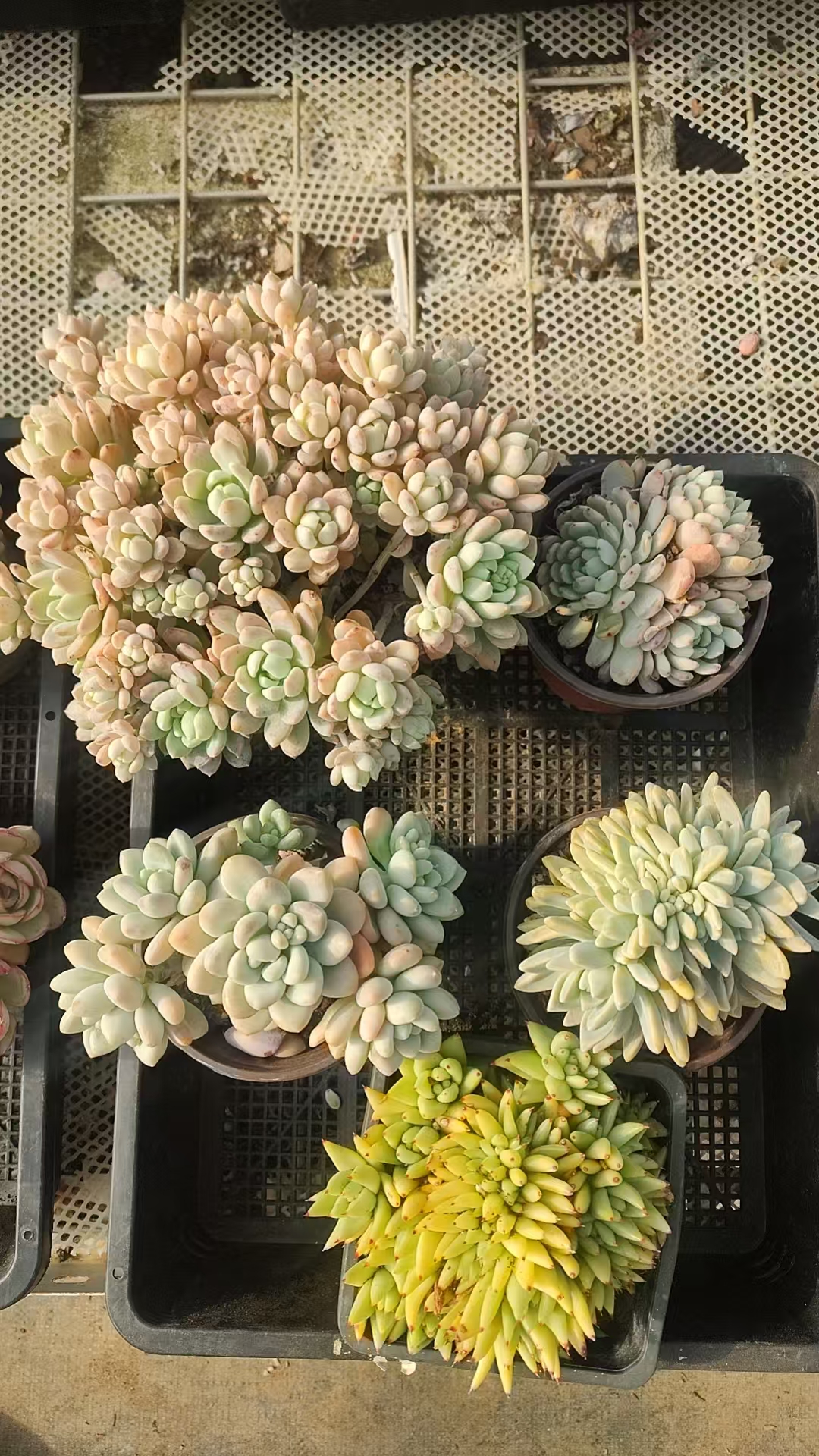 5号（雪爪 淡雪缀 虎鲸缀化 香水洛神 劳梦露脱土发货会断叶掉枝）