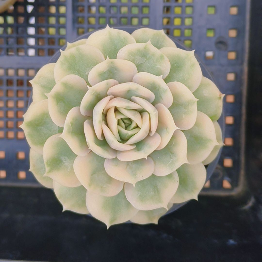 昂斯诺锦多肉植物