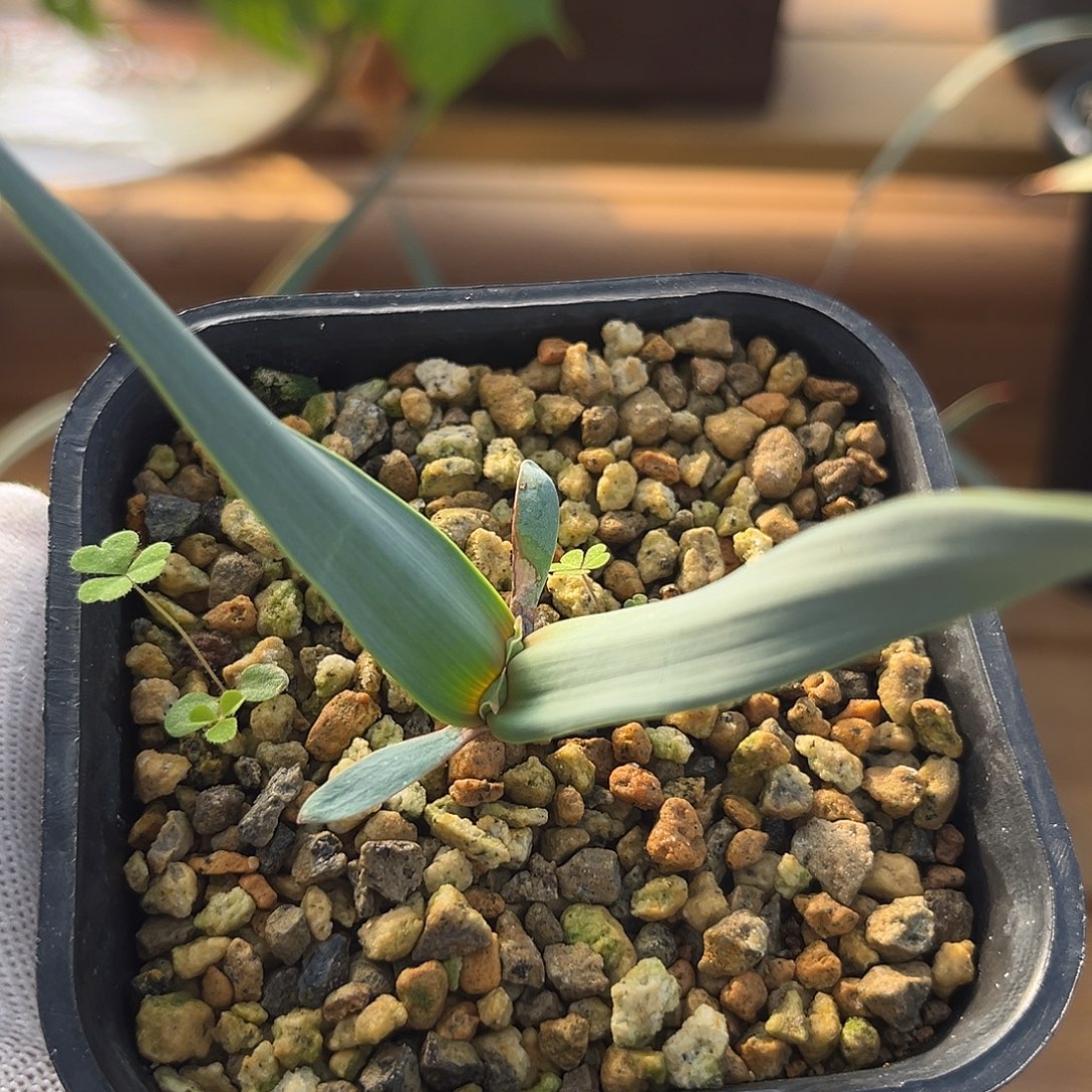 汤圆植物6百岁兰漂亮