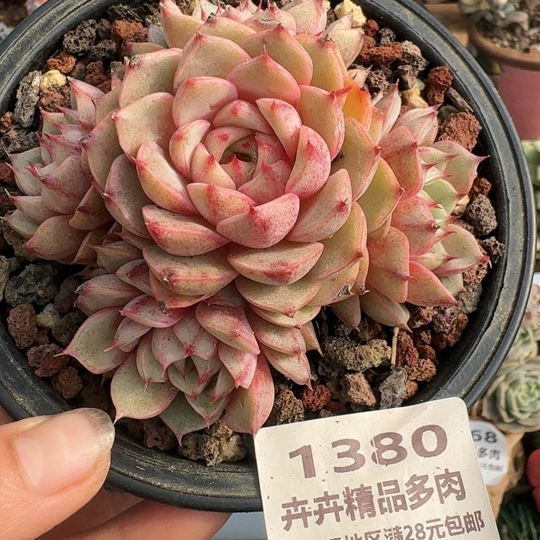 1380一物一拍（满28包邮）