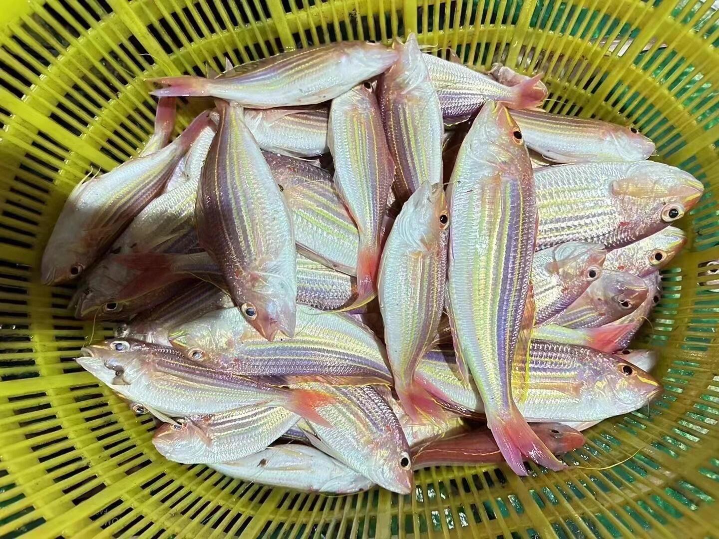 湛江天然金丝鱼 野生金线鱼 顺丰速冻发货