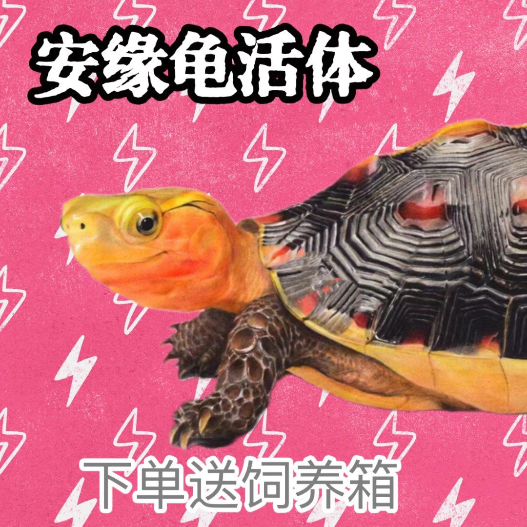 黄缘龟幼体原种安缘龟苗闭壳宠物观赏龟直播选龟下单送养殖环境