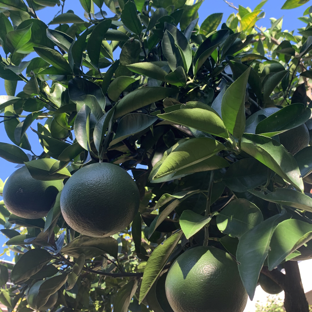 精品苗木种植基地批发