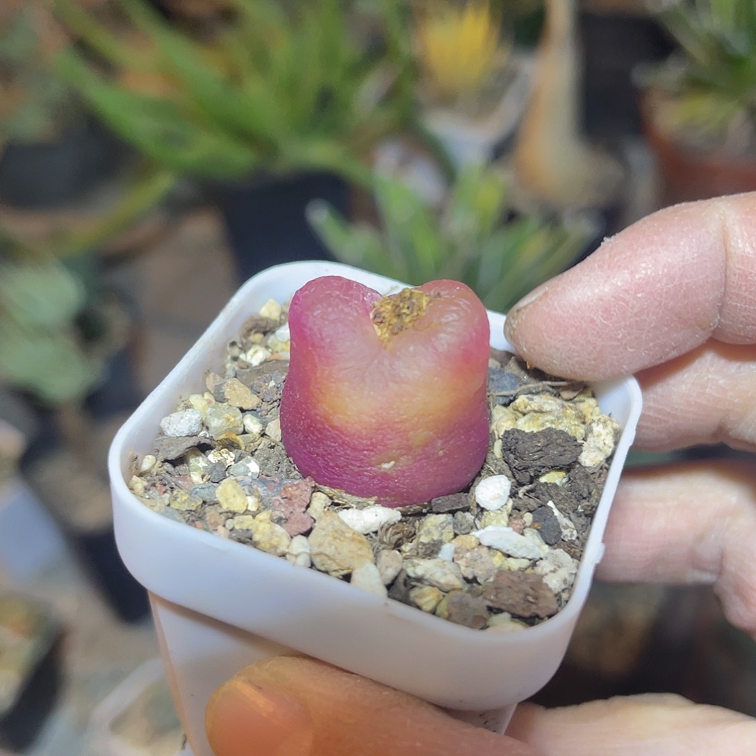 子播实生毛汉尼一物一拍