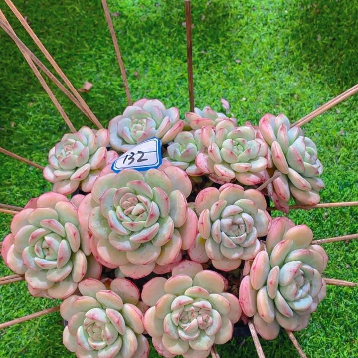 谢谢你的支持00000000132