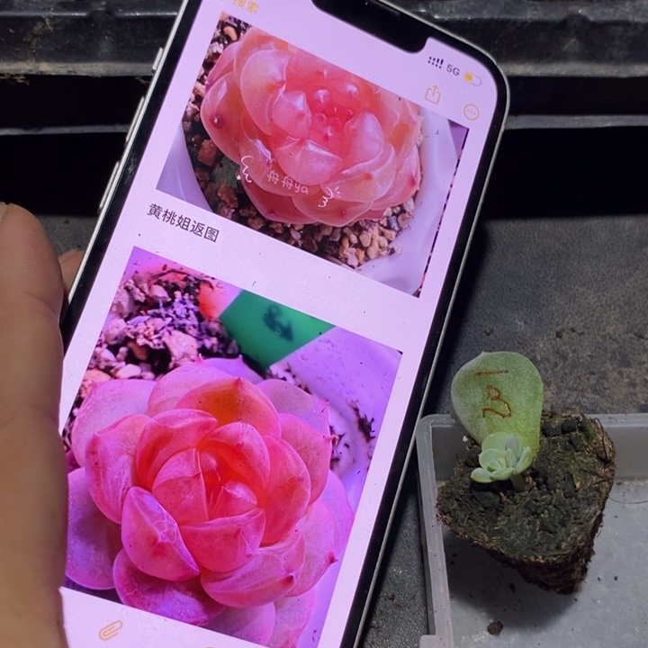 穴盘粉甜心芽苗一个