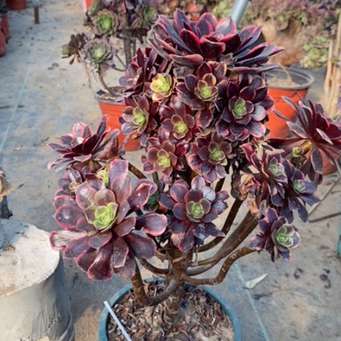 欧嘉莉多肉植物025